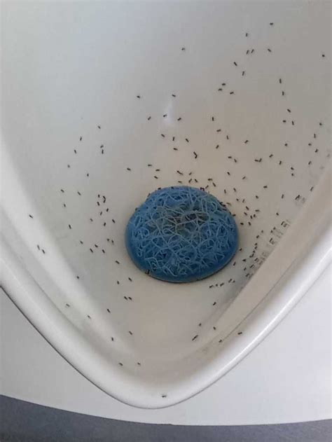 廁所 螞蟻